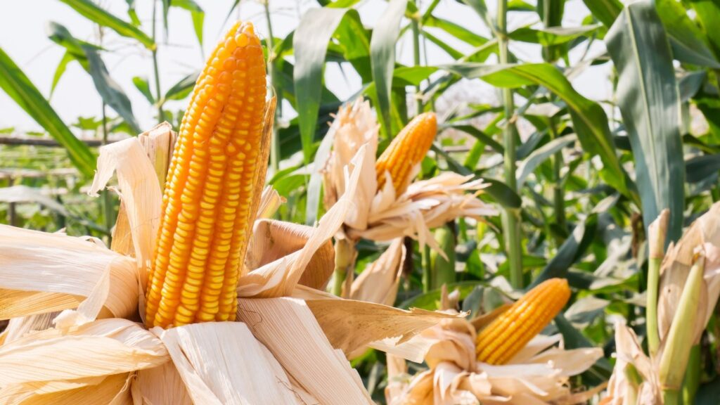 Good Information Biopolymers using corn